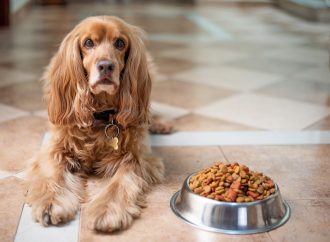 Zdrowe odżywianie psa – jakich zasad warto przestrzegać?