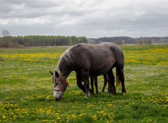 Sieczki dla koni — Doskonałe rozwiązanie dla zdrowia i zadowolenia Twojego konia