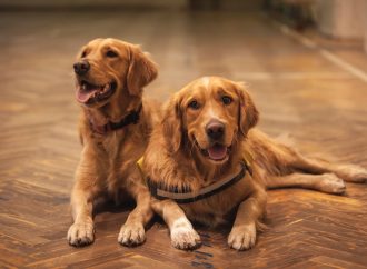 Naturalna karma dla psa: Żywienie oparte na naturze dla zdrowia i dobrostanu pupila