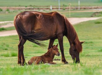 Właściwe karmienie koni w różnych fazach życia: Żywienie źrebiąt, dorosłych i starszych koni