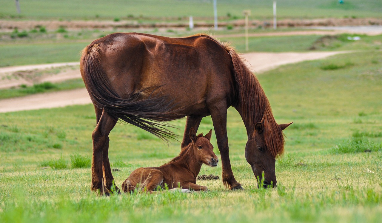 Właściwe karmienie koni w różnych fazach życia: Żywienie źrebiąt, dorosłych i starszych koni