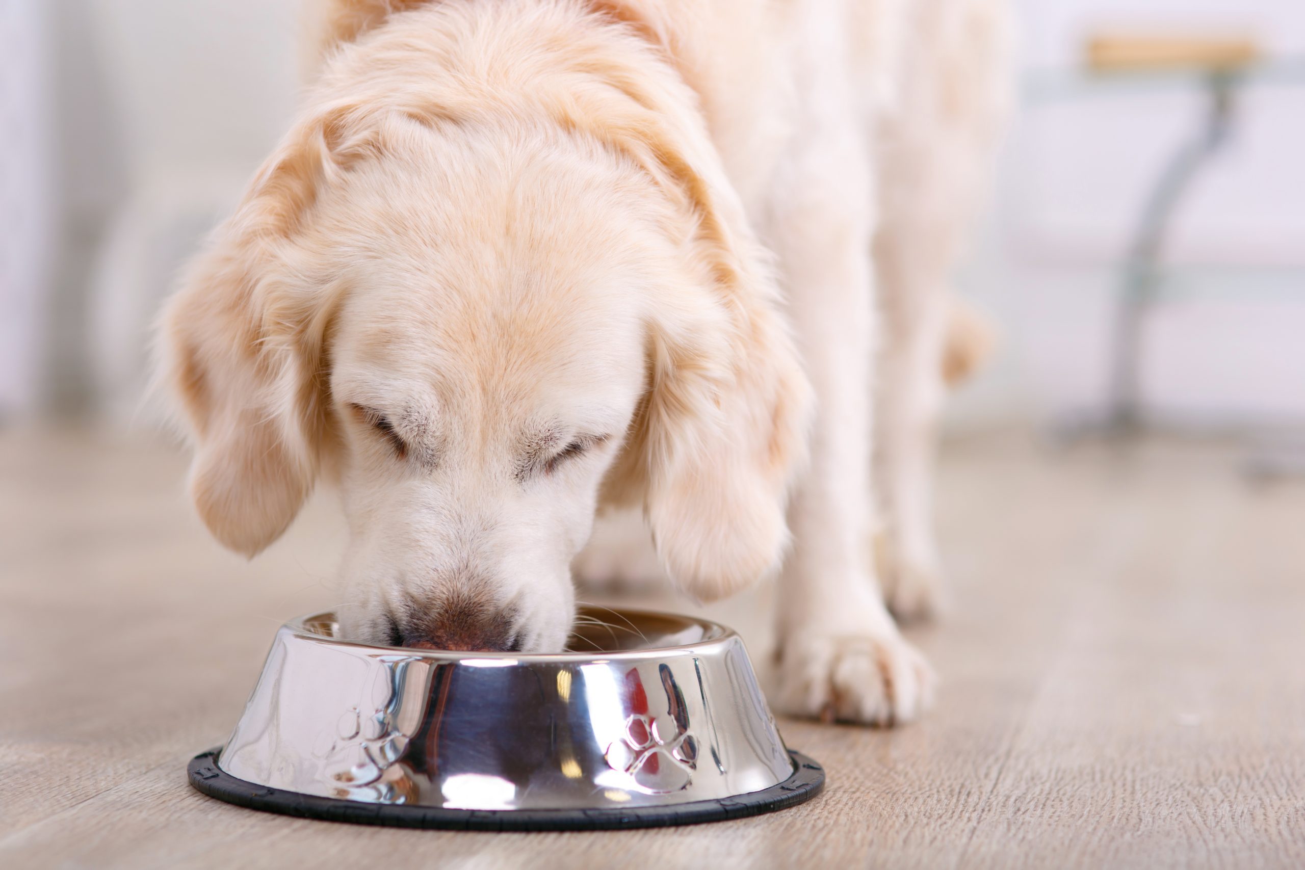 W jakich sytuacjach warto zmienić dietę psa?