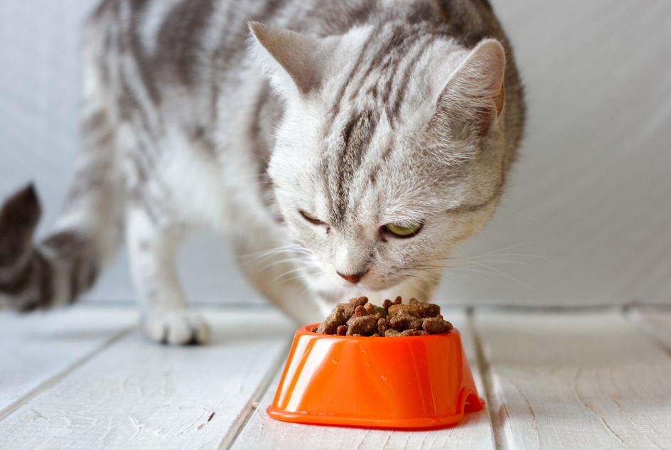 Jak wybrać najlepszą karmę dla twojego kota?